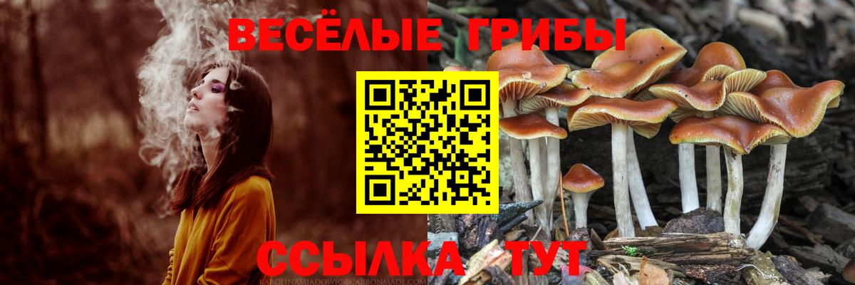 Галлюциногенные грибы Cubensis Новошахтинск